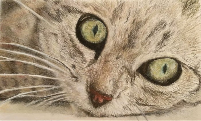Cat's Eyes in Pastels by Carol Ames
