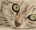 Cat's Eyes in Pastels
