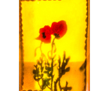 Dream in Bloom