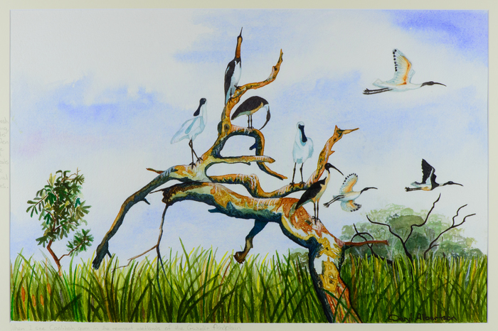 Coolibah in the Gwydir by Daryl Albertson                EcoArtist