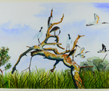 Coolibah in the Gwydir