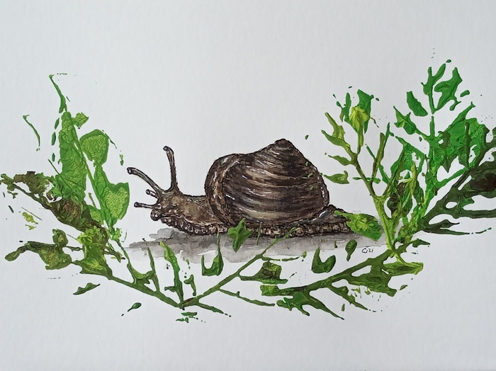Snail by Jana Cechova