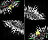 Radiance Fan_Collage4
