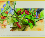 Australia's Hummingbirds in Weigela