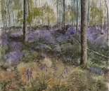 Bluebell Wood