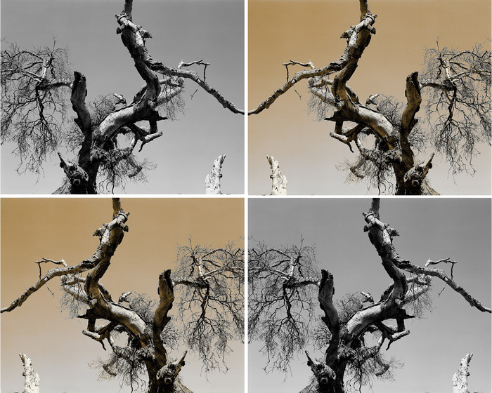 Ungnarled Sky1_Collage