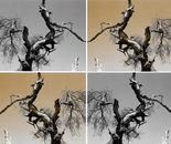 Ungnarled Sky1_Collage