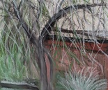 The Waiting Tree by Laura Bernardeschi Nelson 