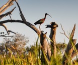 Glossy Ibis 