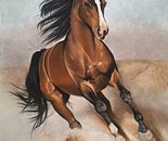 Name: Nafiseh Dadkhah/ Title: Bronco/ Dimensions:50*70/ Technique: Pastel/ Year: 1405/ Price: 150$