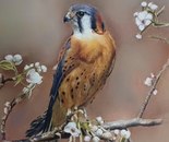 Name: Sajedeh Danesh Moghadam/ Title: Among the Blossoms/ Technique: Colored Pencil/ Dimensions: 35*30cm/ Year: 2022/ Price: 1000$