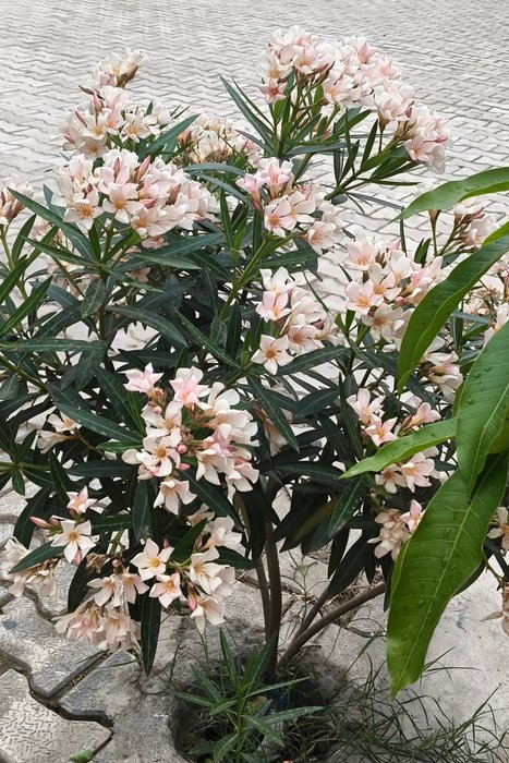 Pink & White Oleander Flowers