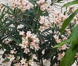 Pink & White Oleander Flowers