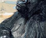 Low land Gorilla