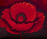 RED DISCIPLINE VI - Poppy as Flame · 2026