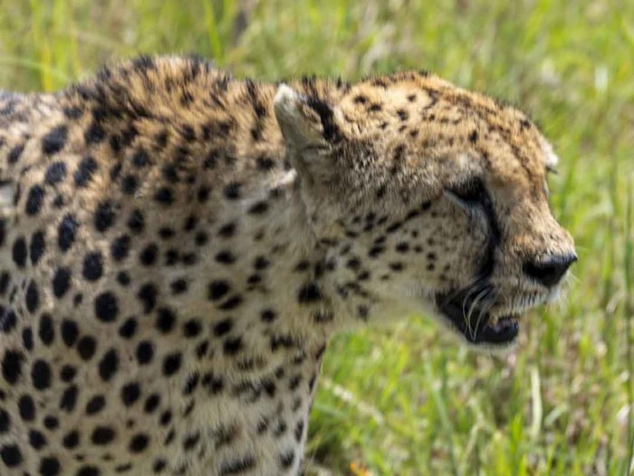 Cheetah, Maasi Mara, Kenya