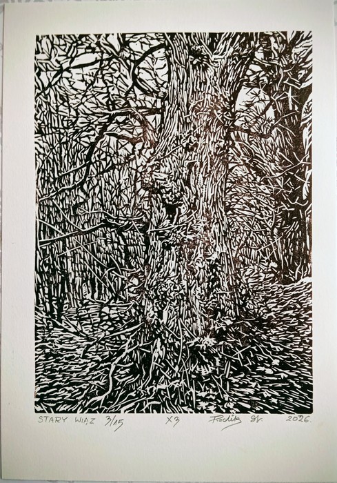 Stary wiąz by Sławomir