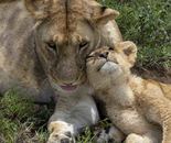 Mother and Cub, Serengeti, Tanzania