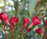 Whimpering like Italians 