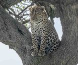Leopard, Maasi Mara, Kenya