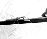 Praying Mantis on my Side