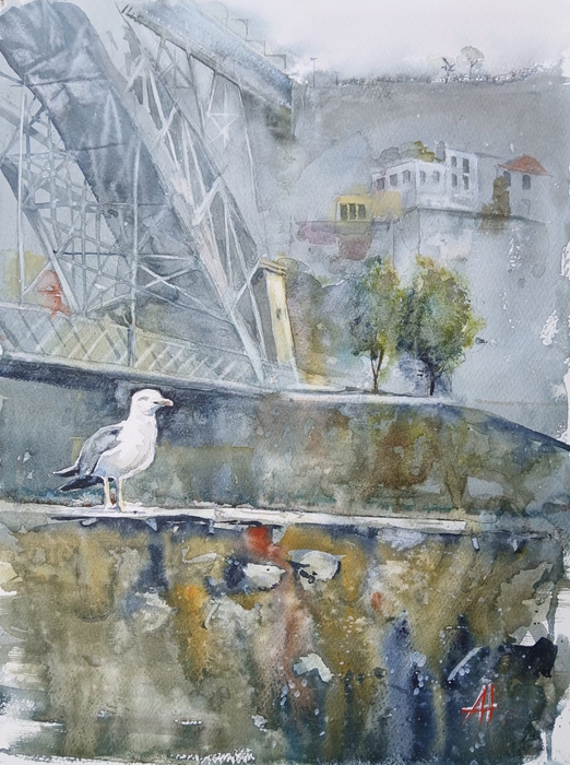 Herring Gull in Porto