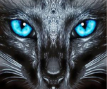 A CAT NAMED ZIMABLOO