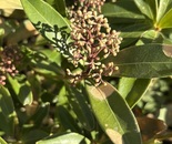 Beginnings of Spring