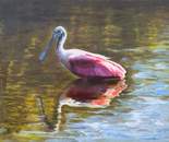 spoonbill