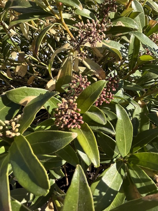 Beginnings of Spring Pt. 2