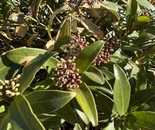 Beginnings of Spring Pt. 2