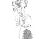 Rooted in Suspension 