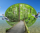 Beach Island Walkway