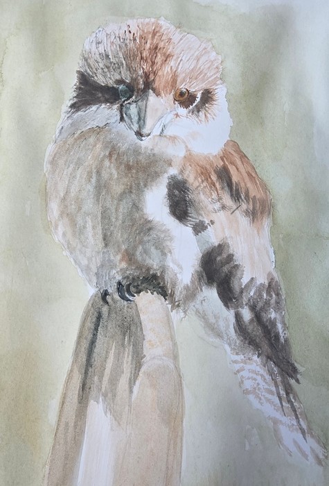 Juvenile Kookaburra