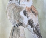 Juvenile Kookaburra