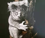 Living with Hope, Koala