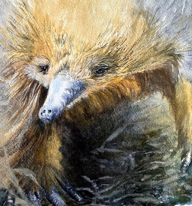 Echidna