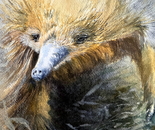 Echidna
