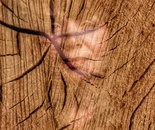 Imprinted in Wood: A Testimony of Endurance 3026