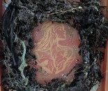 Salt Memory by Laura Bernardeschi Nelson