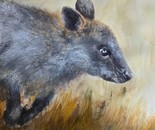 Joey, Wallaby