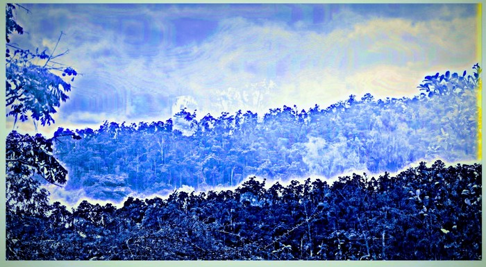 Doulton Forrest 