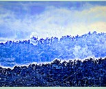 Doulton Forrest 