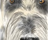 Wolfhound memory