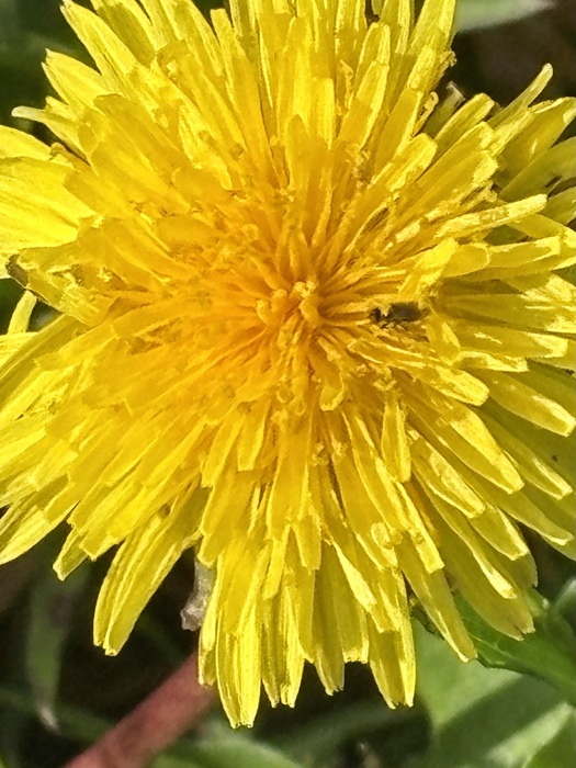 Seeing Yellow