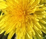 Seeing Yellow