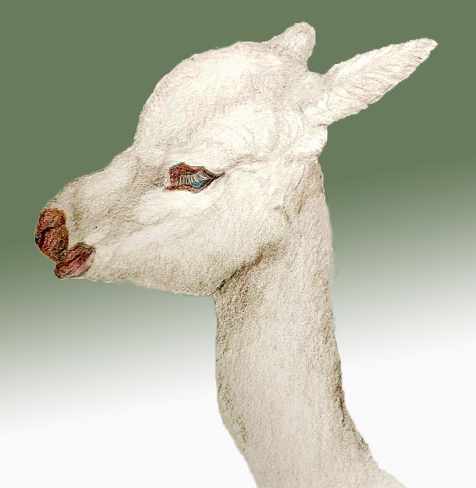 Baby Alpaca