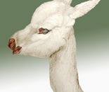 Baby Alpaca