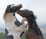Petrichor and Merlin Sparring