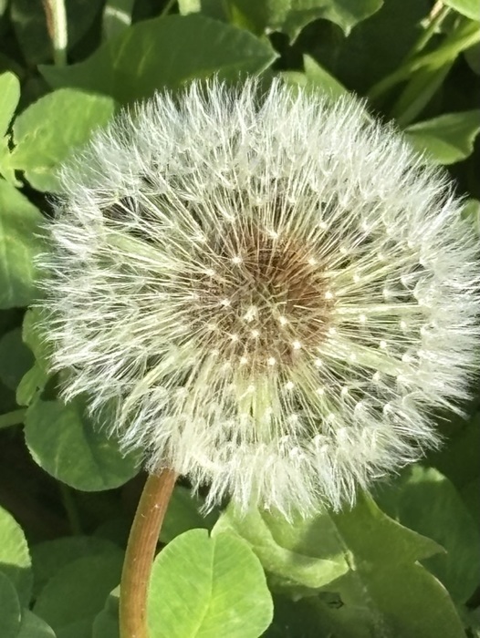 Seeing Green